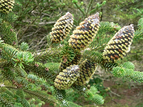 {Abies fraseri}